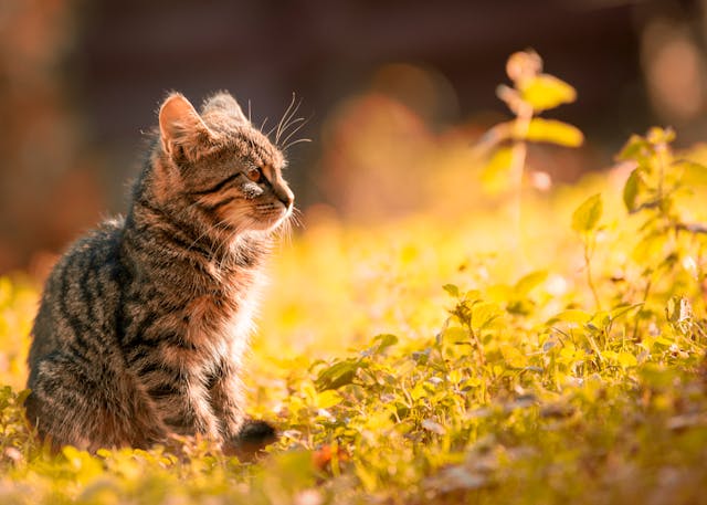 5 Tips for Bringing a Fuzzy Friend Home