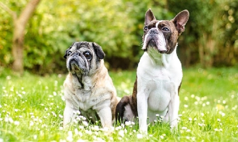 Are Boston Terriers Better Than Pugs?
