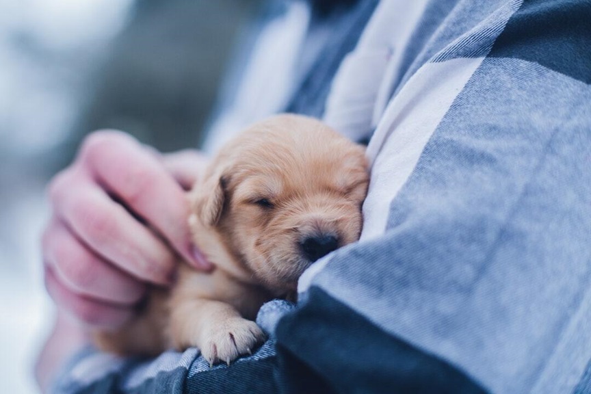 Ultimate Guide to Raising a Puppy