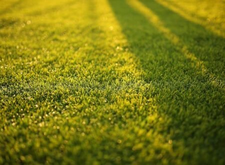 5 Essential Steps for Effective Lawn Fertilization