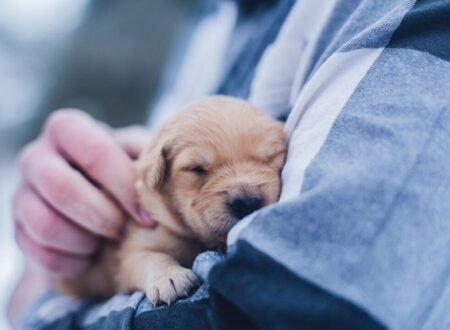 Ultimate Guide to Raising a Puppy